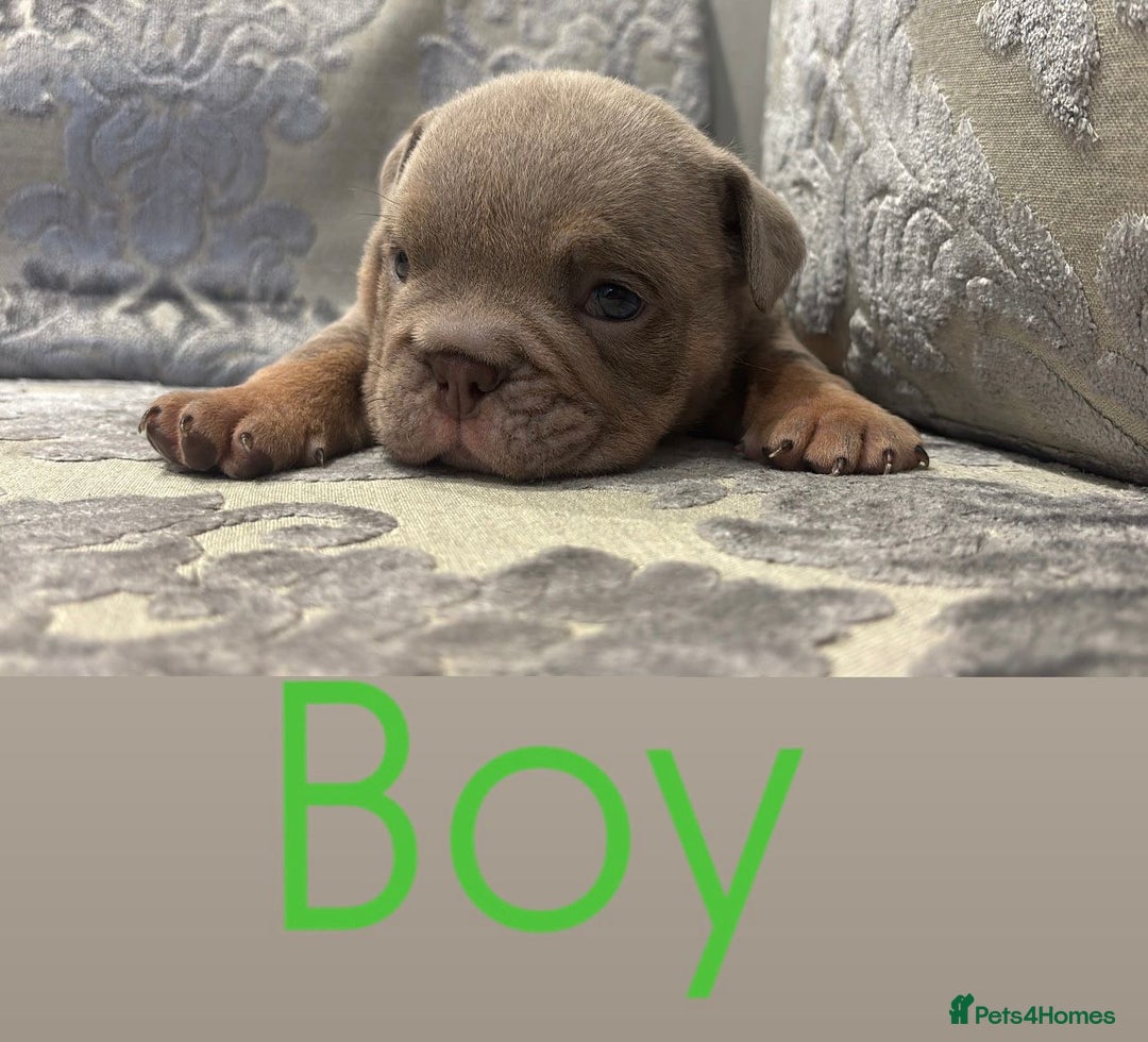 English Bulldog dogs for sale: Chunky English bulldogs  - Image 7