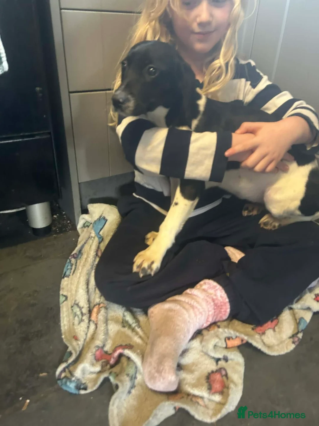 Bocker dogs for sale: Bocker girl  - Advert 2