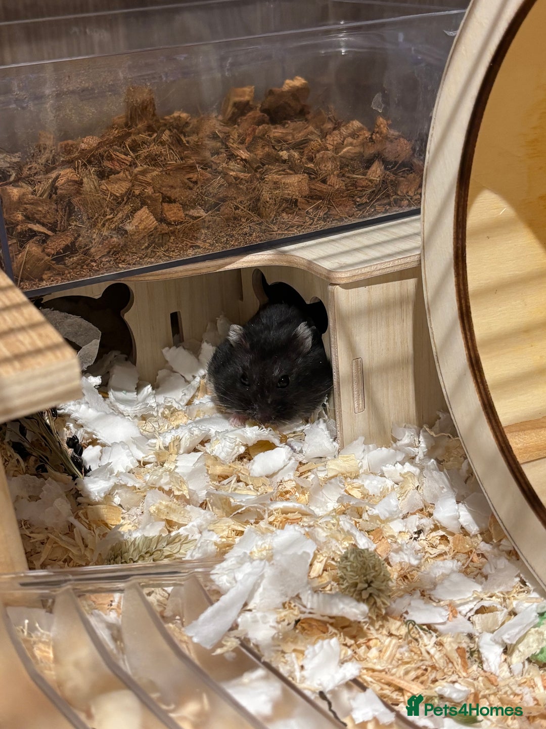 Hamster rodents for sale: ***RESERVED*** dwarf hamster looking for a home - Image 2
