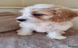 Cavapoo dogs for sale: Fluffy Bundles of Love Looking for Forever Homes! - Image 4
