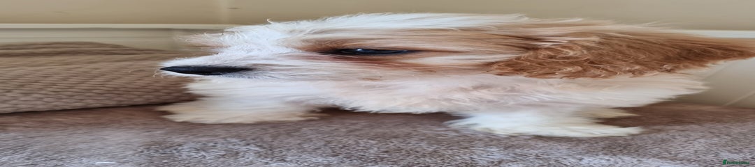 Cavapoo Puppy 4