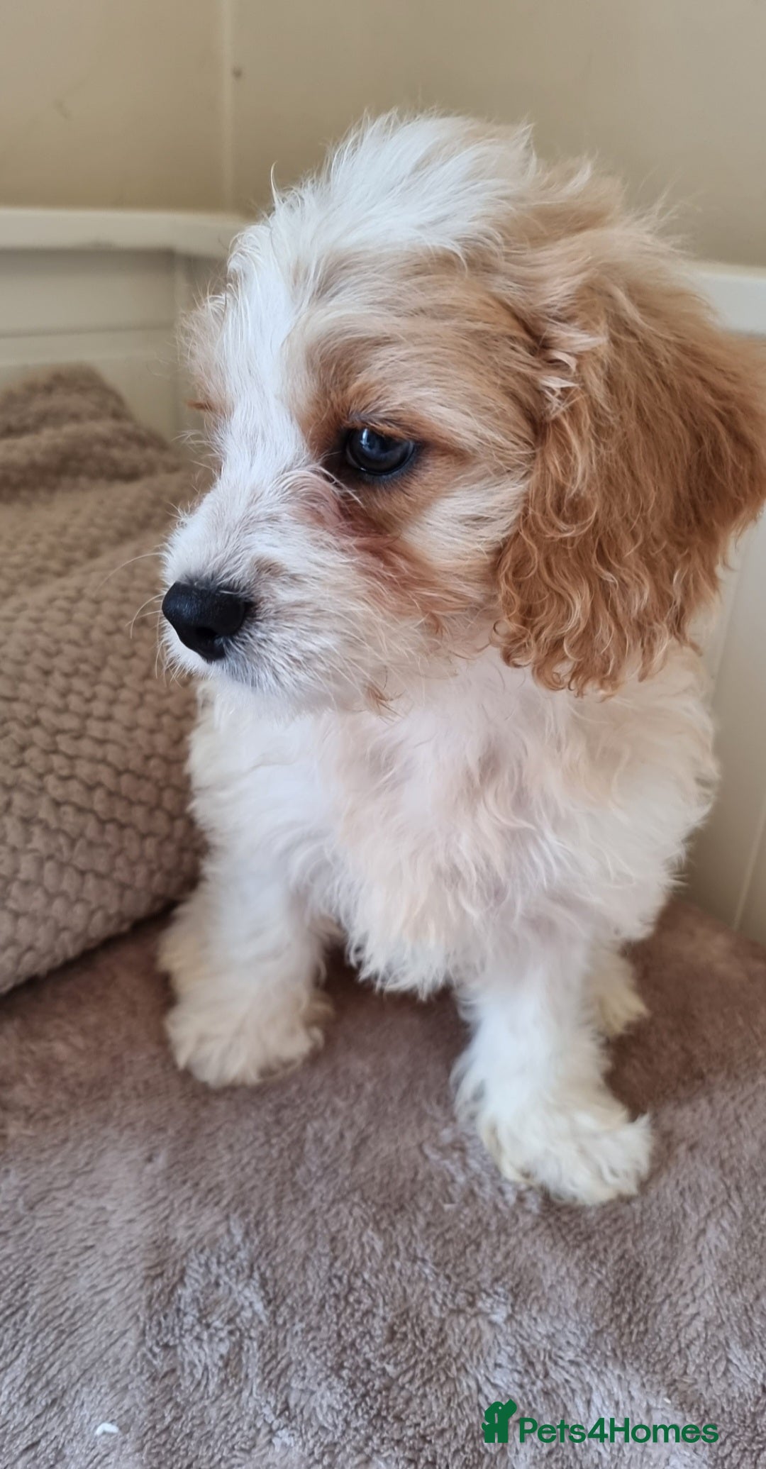 Cavapoo dogs for sale: Fluffy Bundles of Love Looking for Forever Homes! - Image 4