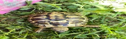 Hermann Tortoise reptiles for sale: Harmann Tortoise 6 years old  in Egham - Advert 14