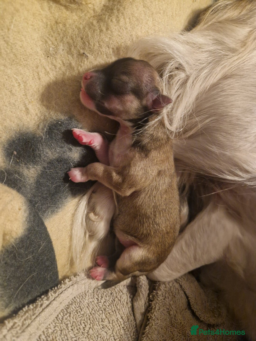 Chihuahua dogs for sale: Beautiful chihuahua girl - Advert 10