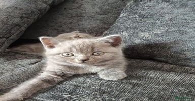 Scottish Fold cats - Advert 10