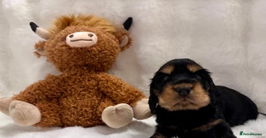 Cocker Spaniel dogs 🍁 Top Champion Line Show Cocker Pups 🍁  - Advert 13