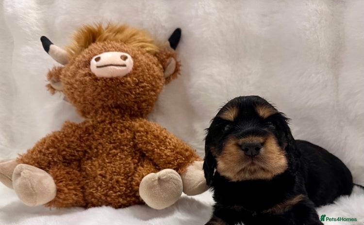 Cocker Spaniel dogs - Advert 5