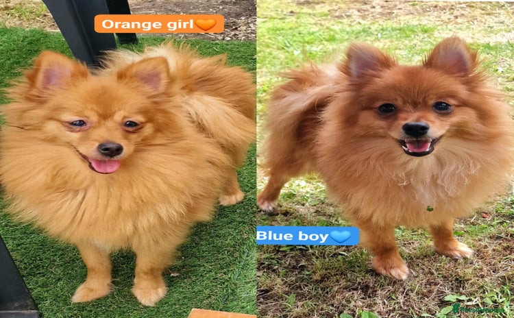 Pomeranian dogs in Bolton - Advert 1