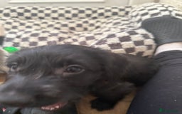 Mixed Breed dogs for sale: 4beautiful terrierxGerman ShepherdxLabrador puppy - Image 11