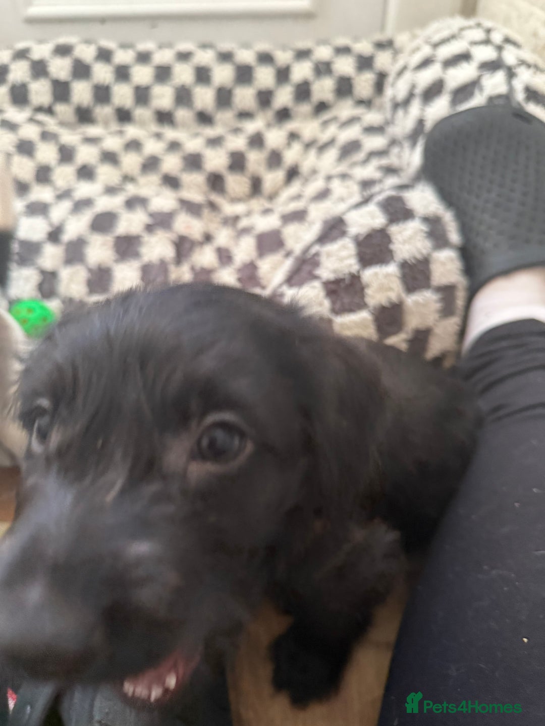 Mixed Breed dogs for sale: 4beautiful terrierxGerman ShepherdxLabrador puppy - Image 11