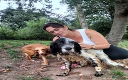 English Setter dogs for adoption: Tae   - Image 4