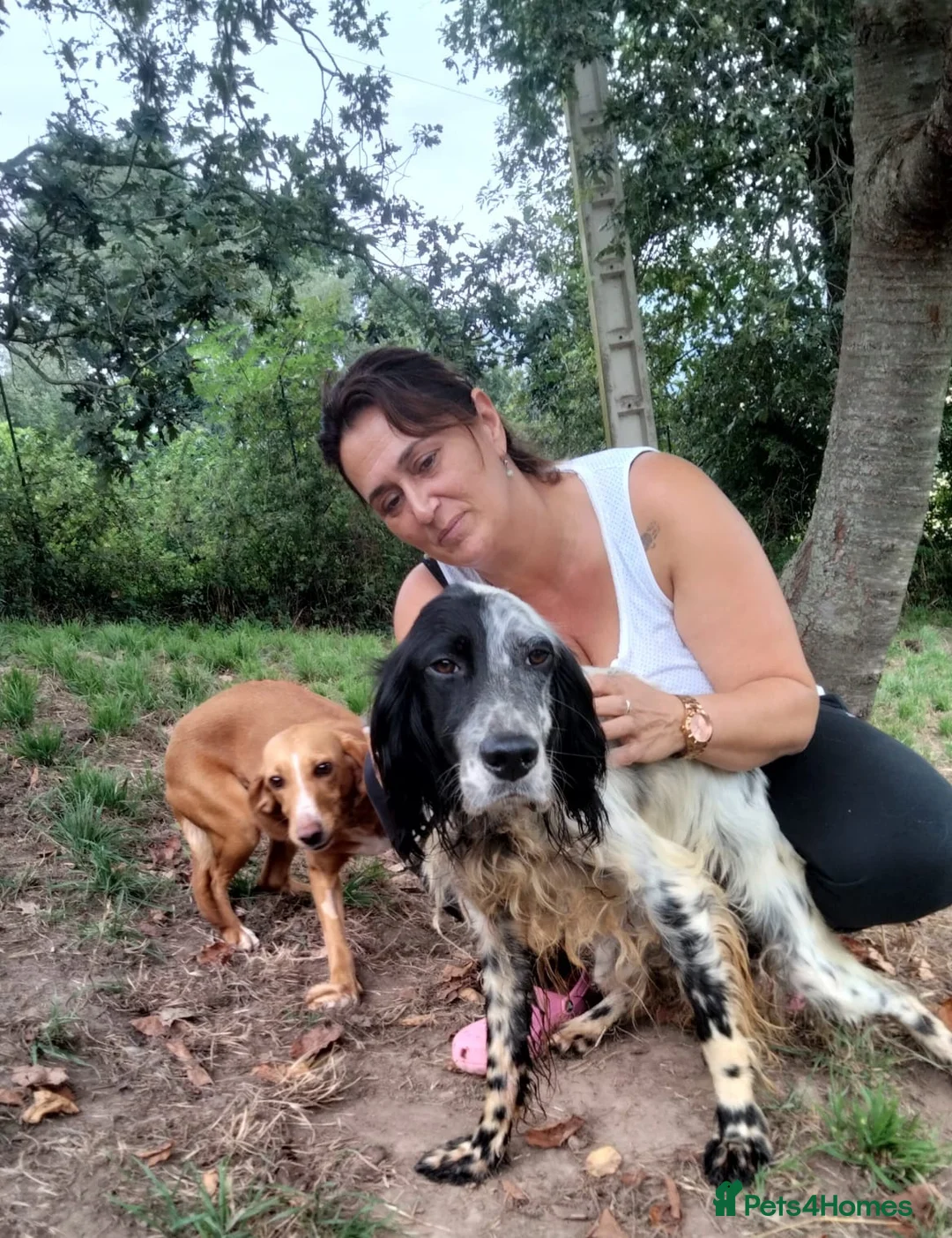 English Setter dogs for adoption: Tae   - Advert 5