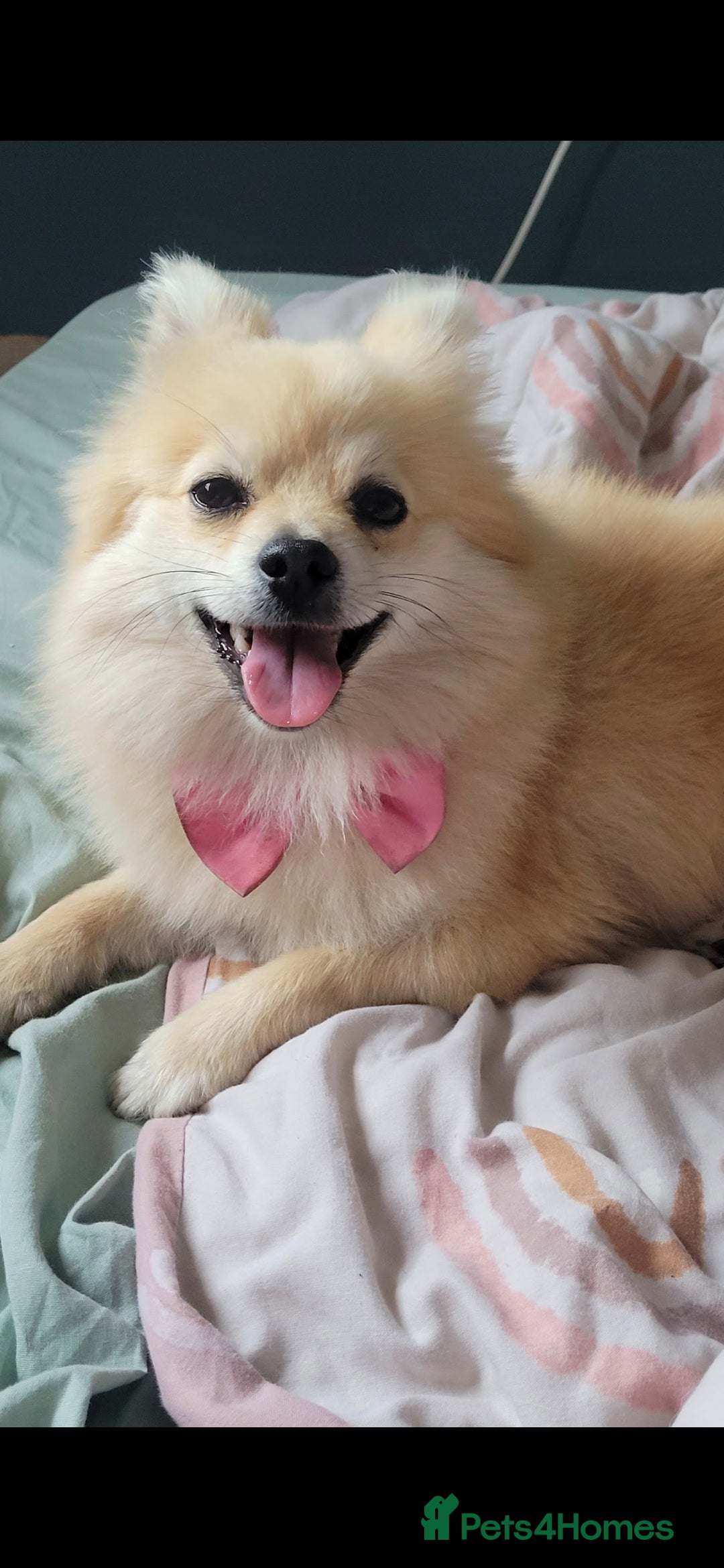 Pomeranian dogs Pomeranian 6 years old - Advert 1