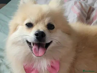 Pomeranian dogs Pomeranian 6 years old - Advert 1