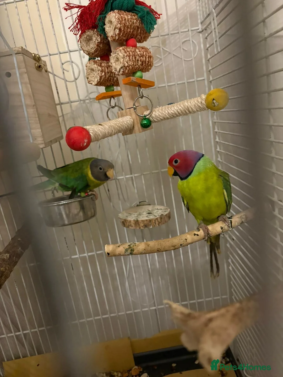Parakeets birds for sale: Male and female plum head parakeets  - Advert 1