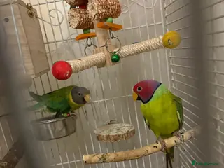 Parakeets birds Male and female plum head parakeets - Advert 2
