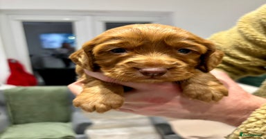 Cocker Spaniel dogs - Advert 7