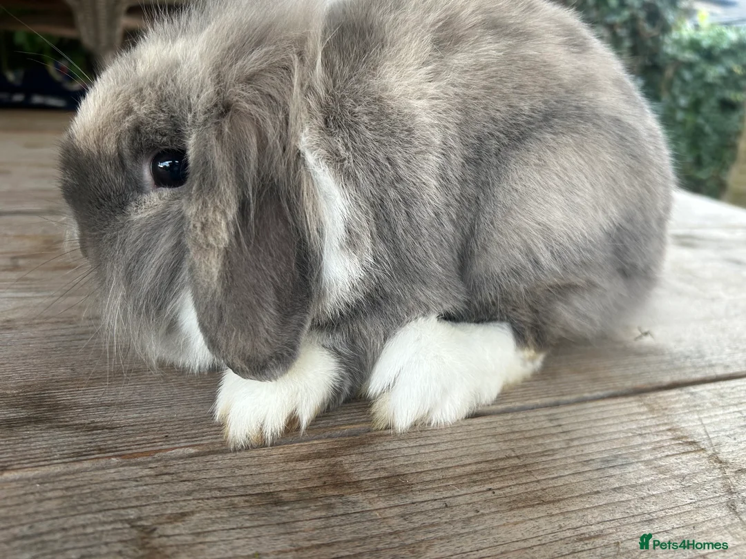 Mini Lop rabbits for sale: Mini lop - Advert 6