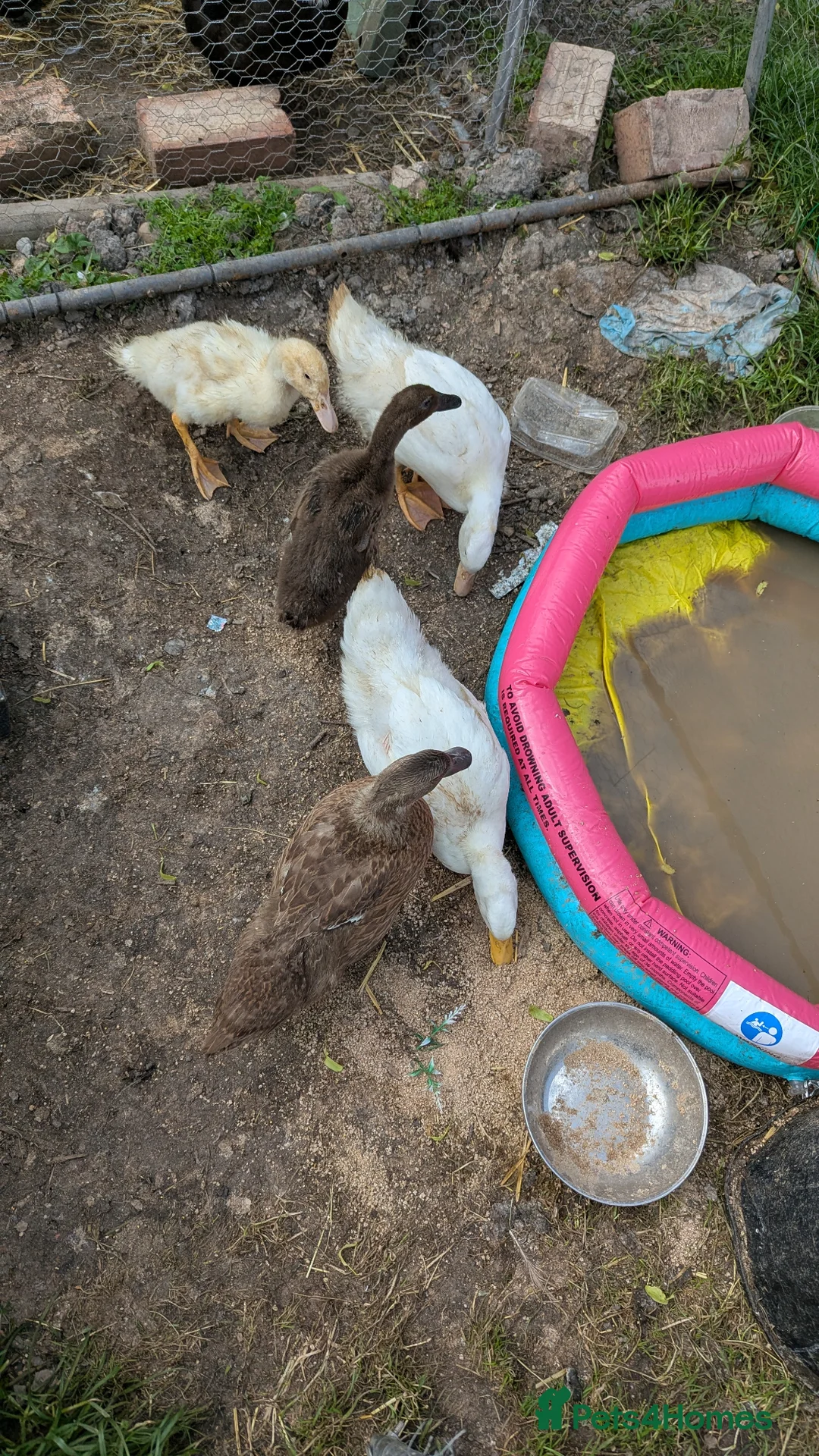 Ducks poultry for sale: 3 female ducklings looking for a home  in Brierley Hill - Advert 2
