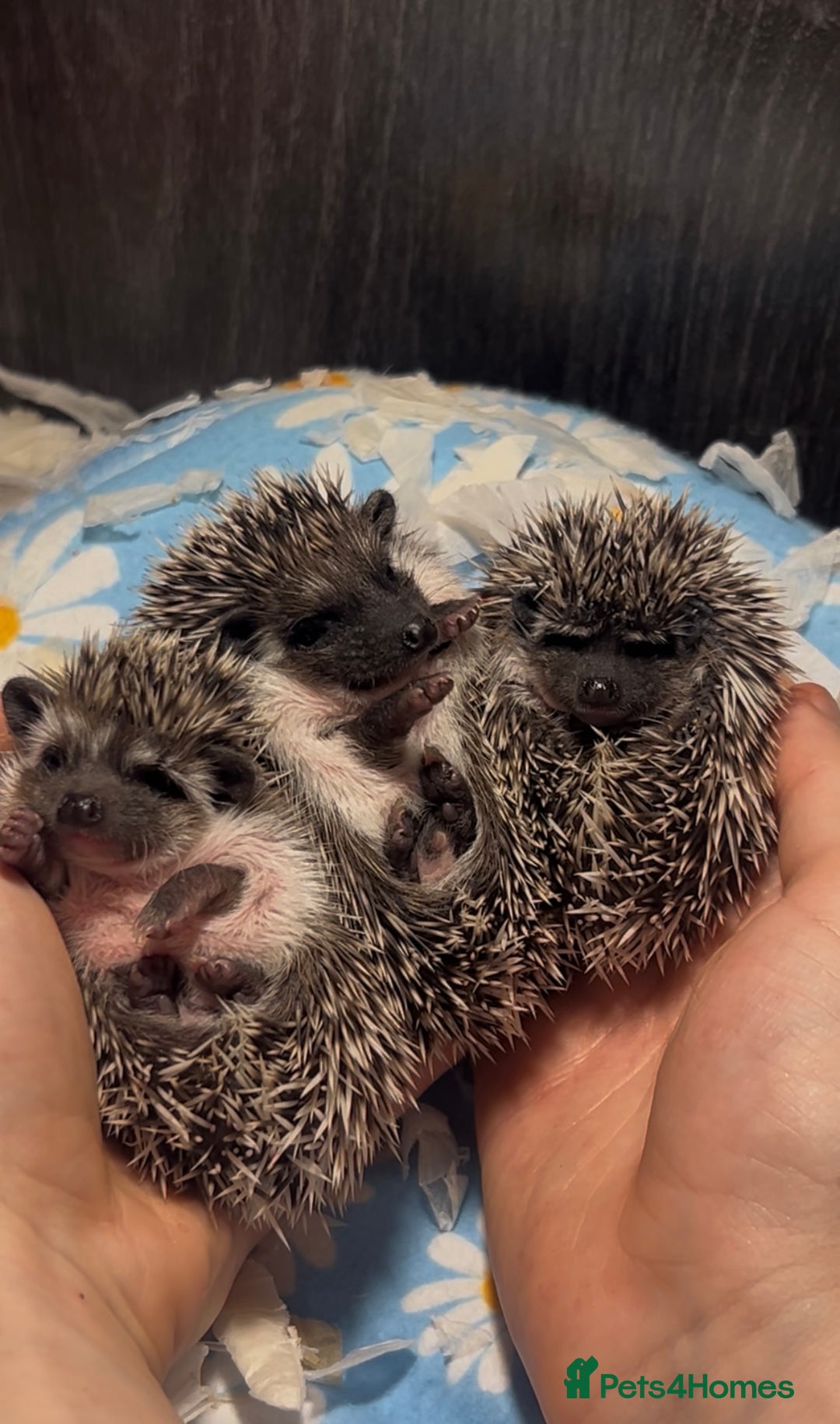 Pygmy Hedgehog rodents for sale: Gorgeous African Pygmy hoglets  - Advert 6