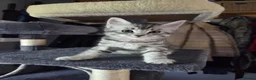 Mixed Breed cats for sale: Beautiful mixed breed kittens for sale - Advert 15