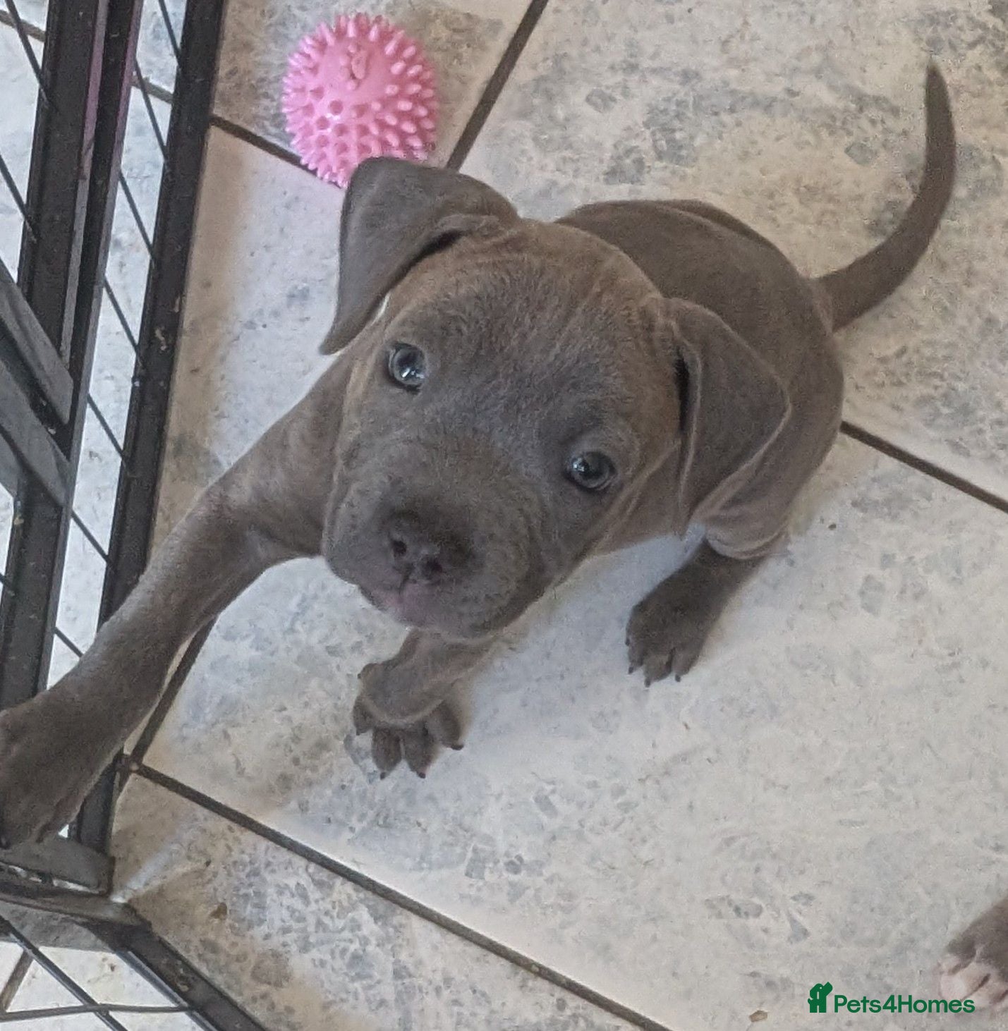 Mixed Breed dogs Ready to leave Blue Staffordshire Bull Terrierpups - Advert 2