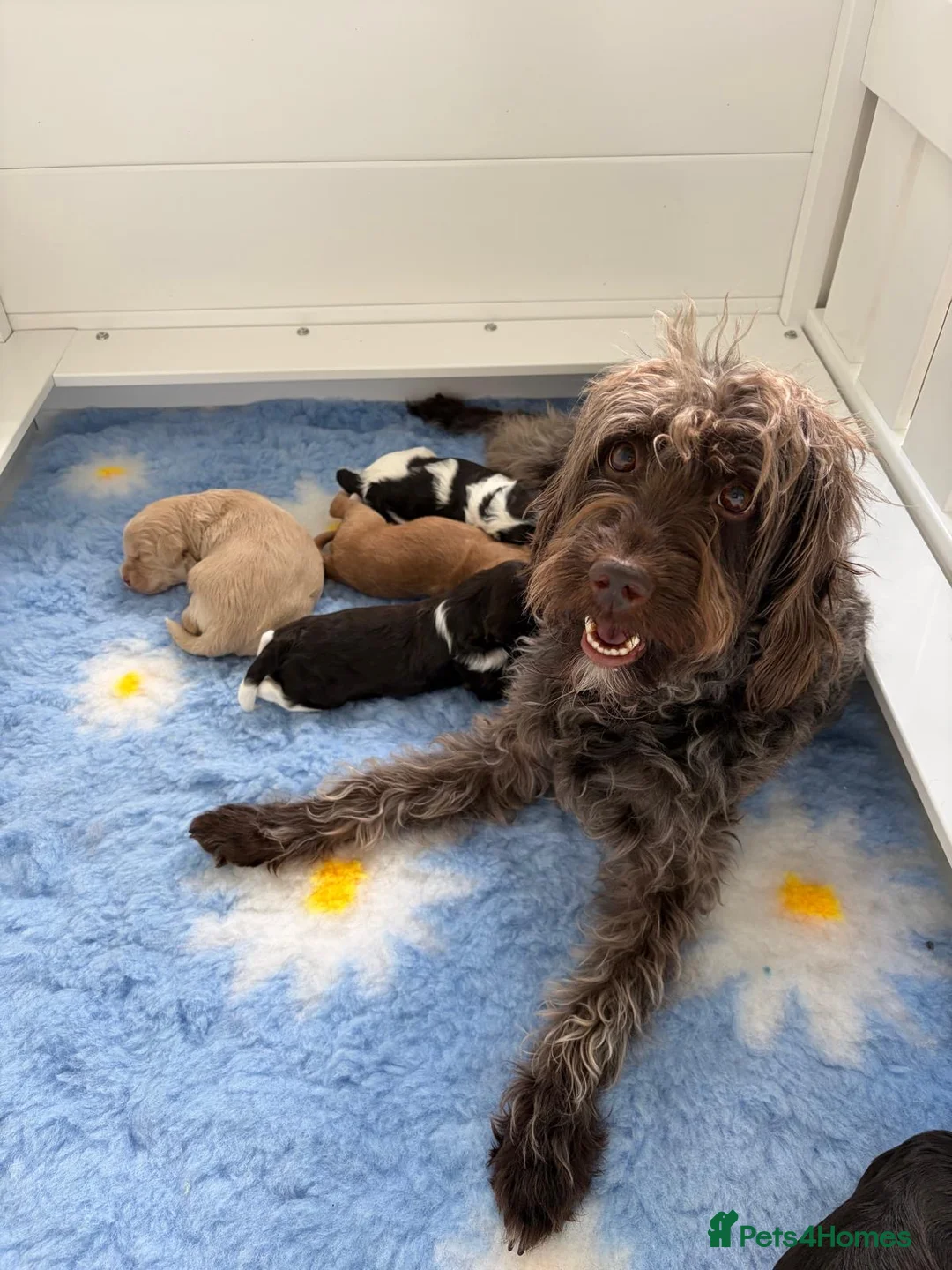 Australian Labradoodle dogs for sale: Miniature Australian Labradoodle Puppies - Advert 2