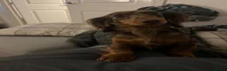 Miniature Dachshund dogs for sale: Mini long haired dachsund puppies  - Advert 4