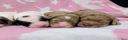 Cockapoo dogs for sale: Stunning Cockapoo Puppies Fully DNA health tested - Advert 12