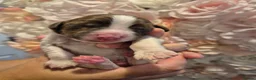 English Springer Spaniel dogs for sale: Beautiful English Springer spaniel pups - Advert 6