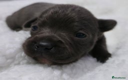 Staffordshire Bull Terrier dogs for sale:  Blue Staffy puppies for sale KC REGISTERED  - Image 32