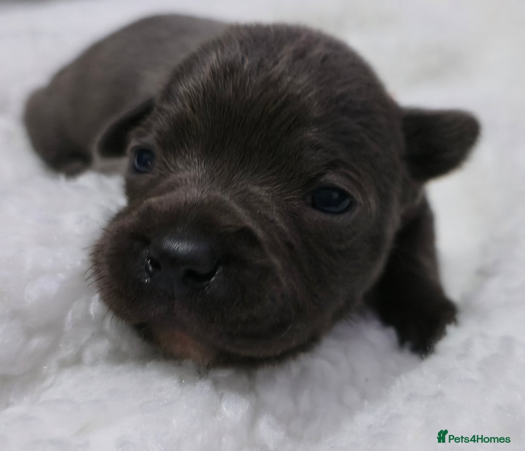 Staffordshire Bull Terrier dogs for sale:  Blue Staffy puppies for sale KC REGISTERED  - Image 32
