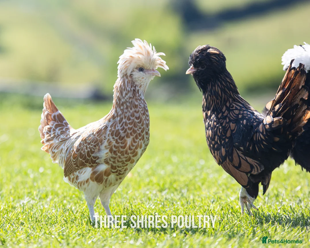 Chickens poultry for sale: Pekins, Polish, Silkies and other bantams - POL - Advert 12