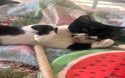 British Shorthair cats for sale: Adorable Male Black and White Kitten - Image 11