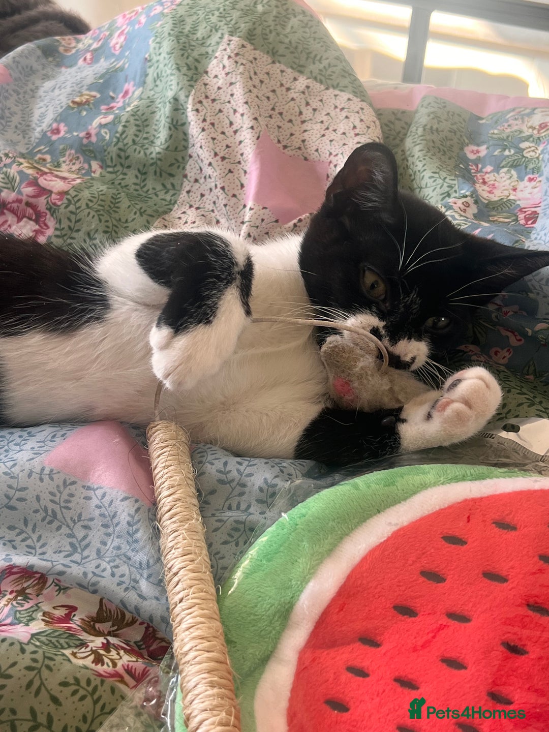 British Shorthair cats for sale: Adorable Male Black and White Kitten - Image 11