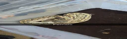 Python Snake reptiles for sale: 2 ball pythons  - Advert 2