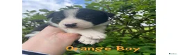 Border Collie dogs for sale: ☀️Stunning Border Collie Puppies☀️ - Advert 15