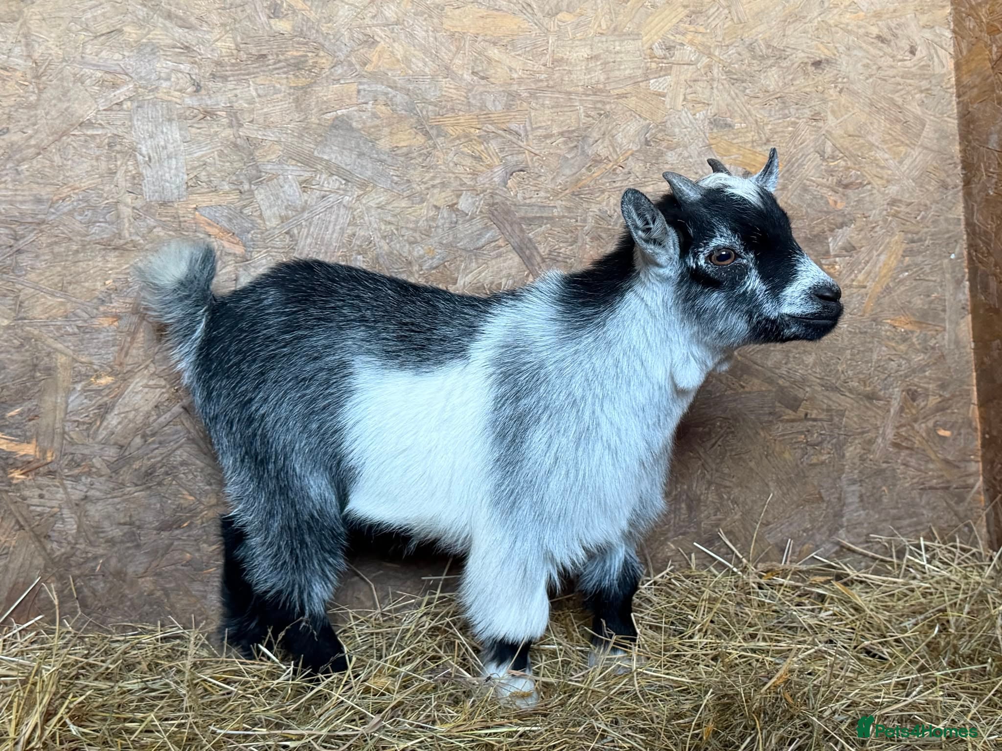 Goats livestock 2 male castrated Pygmy goats  - Advert 12