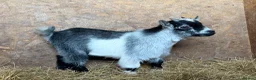 Goats livestock for sale: 2 male castrated Pygmy goats  - Advert 1