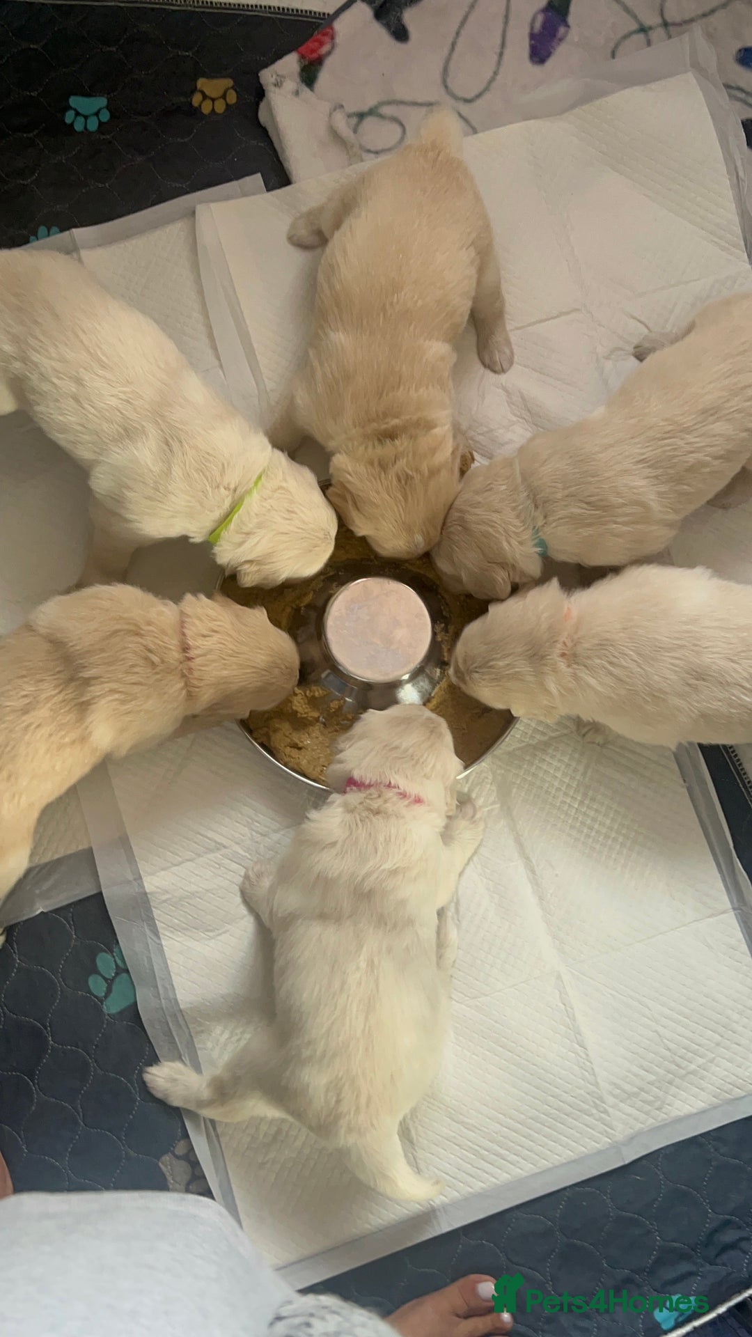 Golden Retriever dogs for sale: Golden retriever puppies  - Image 36