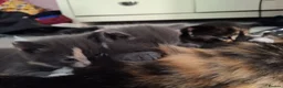 British Shorthair cats for sale: 3 beautiful kittens  - Advert 2