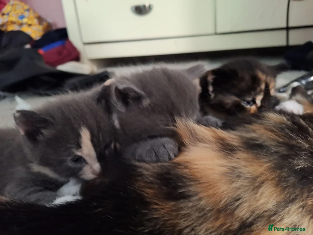 British Shorthair cats for sale: 3 beautiful kittens  - Advert 2
