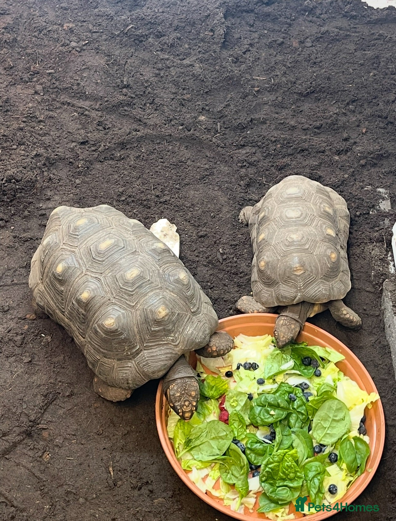 Tortoise reptiles Pair of proven red-foot tortoise - Advert 3