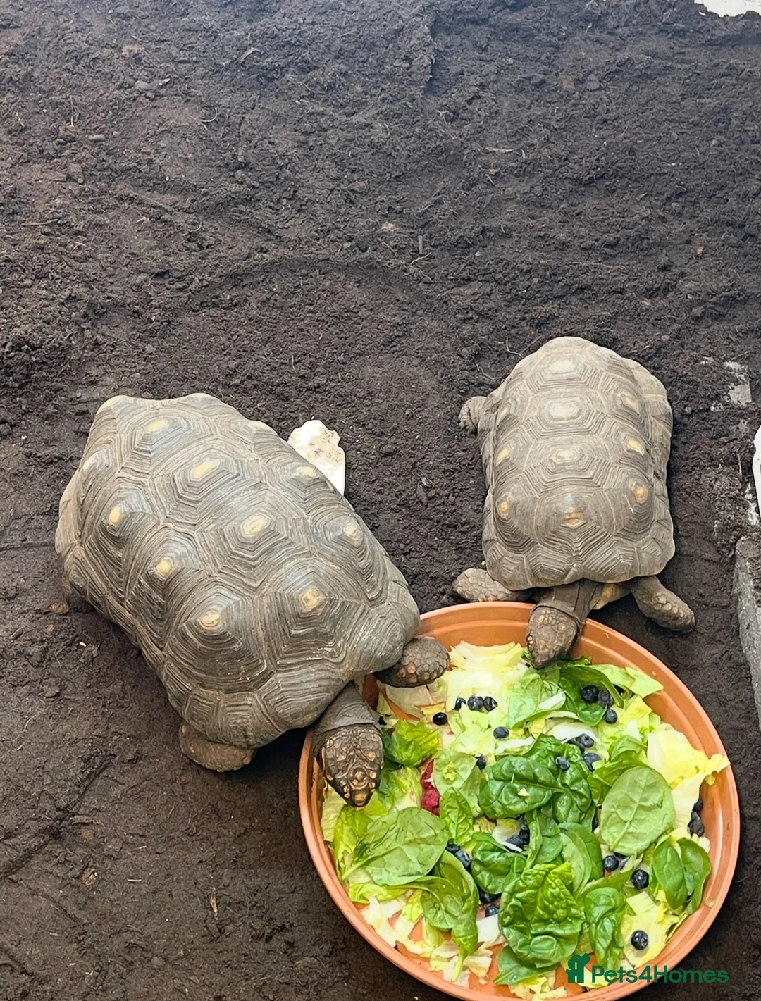 Tortoise reptiles for sale: Pair of proven red-foot tortoise in Sandhurst - Advert 1
