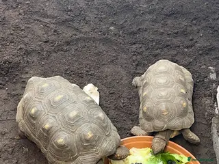 Tortoise reptiles Pair of proven red-foot tortoise - Advert 1