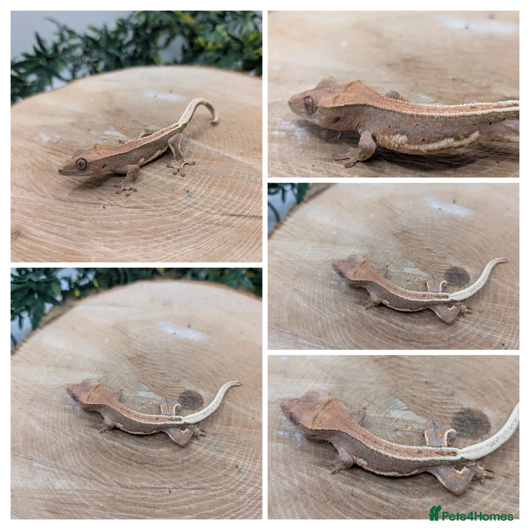Gecko reptiles for sale: Mixed Morph Crested Gecko - Advert 6
