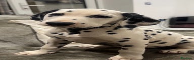 Dalmatian Puppy 1