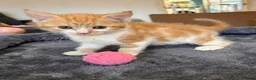 Mixed Breed cats for sale: 6 beautiful ginger kittens  - Advert 12