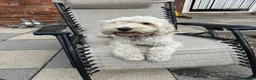 Cockapoo dogs for sale: Male cockapoo white  - Advert 2