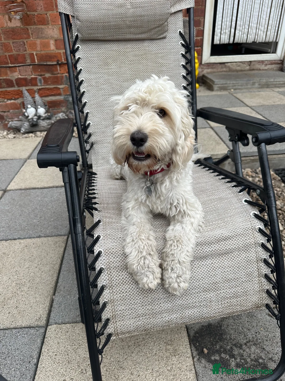 Cockapoo dogs for sale: Male cockapoo white  - Advert 2